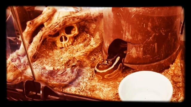 #8 Feeding My Cinnamon Spider Ball Python смотреть онлайн