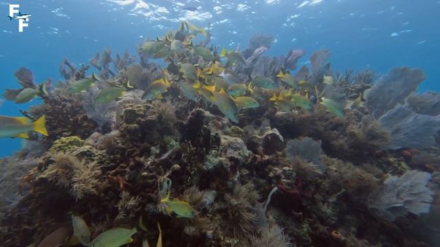 GOPRO HERO 11: Insane Reef Dive! Sharks, Rays, and MORE смотреть онлайн