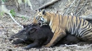 тигр ест заживо кабана