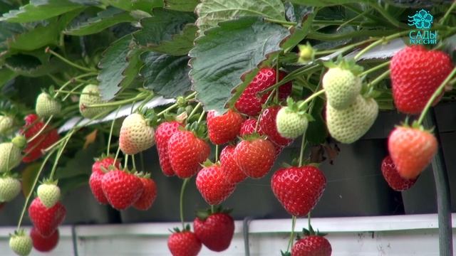 Садовая земляника Хадемар с продолжительным урожаем смотреть онлайн