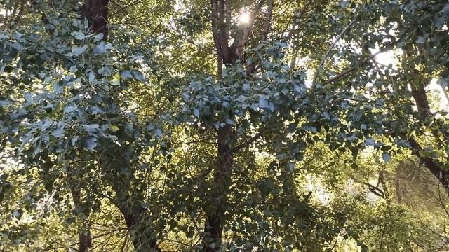 12 октября народный праздник ДЕНЬ ФЕОФАНА. МИЛОСТИВЫЙ .ЧТО НУЖНО СДЕЛАТЬ.народные приметы и поверь смотреть онлайн