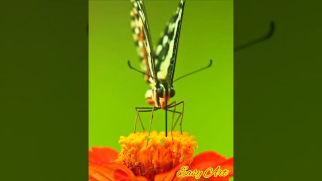 Butterfly ??? смотреть онлайн