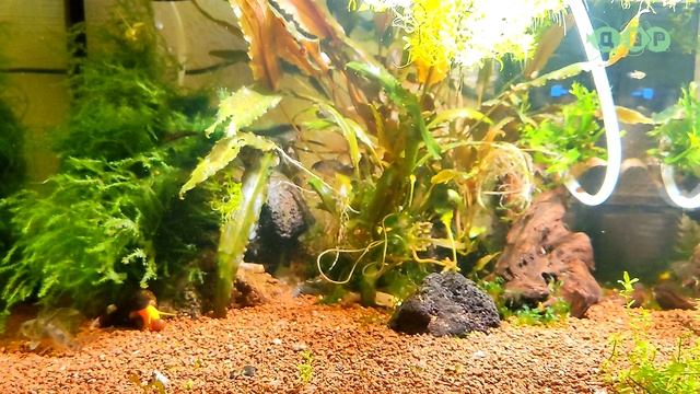 Мои новые левый и правый АКВАРИУМЫ! смотреть онлайн