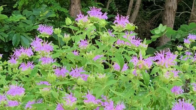 Complete Guide to Wild Bergamot, Monarda Fistulosa смотреть онлайн