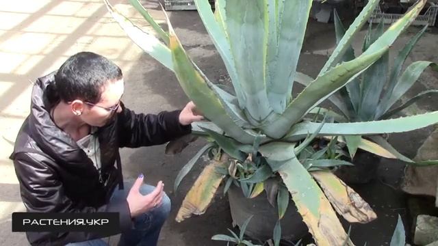 Агава голубая / Агава посадка и уход смотреть онлайн