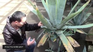 Агава голубая / Агава посадка и уход