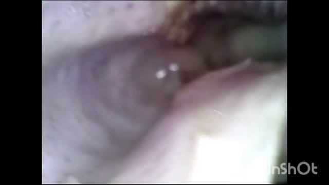 На приёме утка Дара. Ветклиника Беланта. Сентябрь 2023 смотреть онлайн