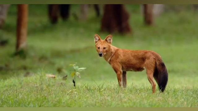 About Dhole (Cuon Alpinus) смотреть онлайн