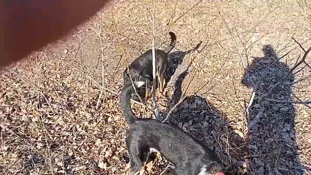 В ЭТОМ ВИДЕО СОБАКИ ЛОВЯТ МЫШЕЙ, А Я ПОЮ ЖУТКИМ ГОЛОСОМ, )) смотреть онлайн