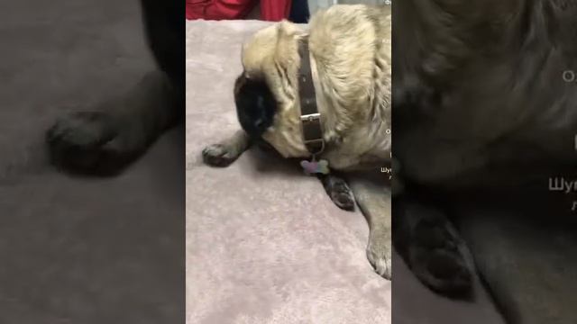 Какой же я милый 🥰 #мопс#мопсик#мопсы#pug#pugs смотреть онлайн