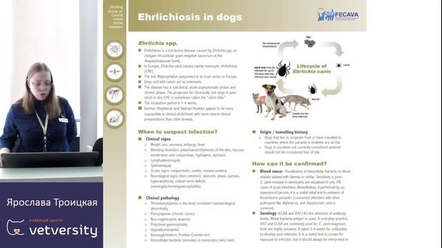 Желтухи у собак и кошек. смотреть онлайн