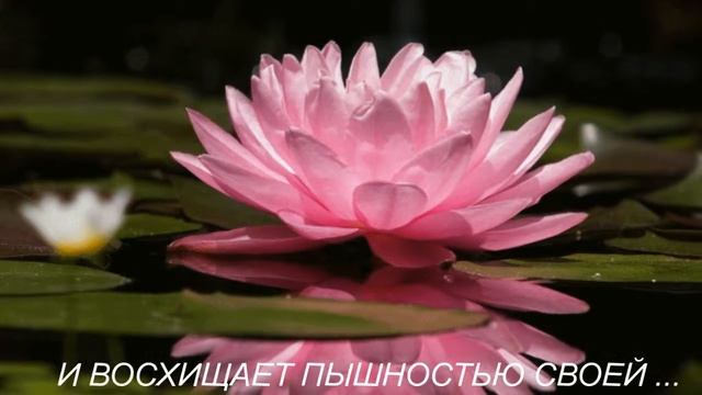 ЛОТОС - СВЯЩЕННЫЙ ЦВЕТОК ВОСТОКА ... смотреть онлайн