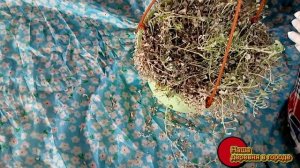 Сохранение дихондры зимой