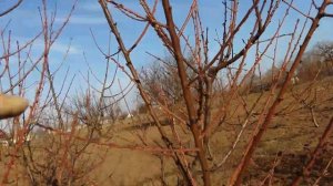 Опрыскивание Персика Весной  20.03.2019