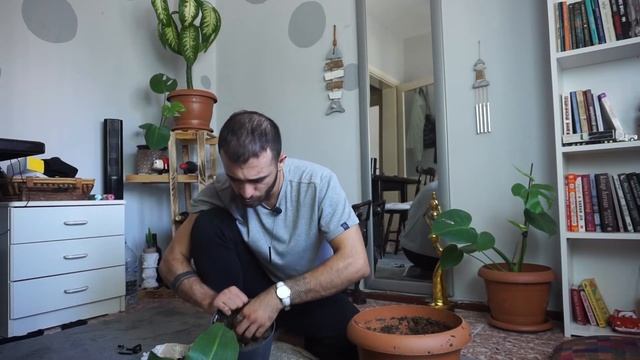 Bitki Nasıl çoğaltılır ? (Aspidistra Elatior)