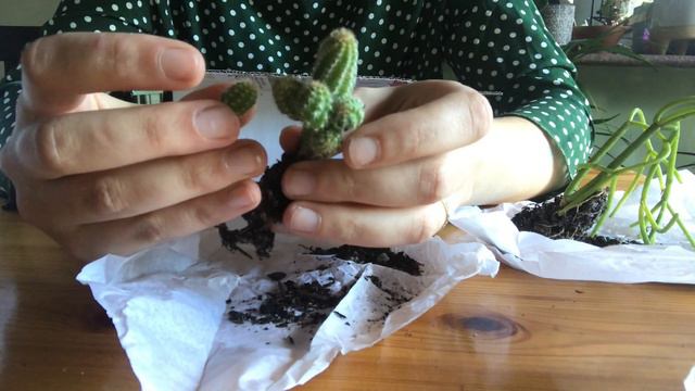 Unboxing succulents and cacti HUGE PLANT HAUL AND POTTING UP смотреть онлайн