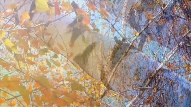 Осень в городе. Елена Курячий. Видео -Алена Премудрая смотреть онлайн