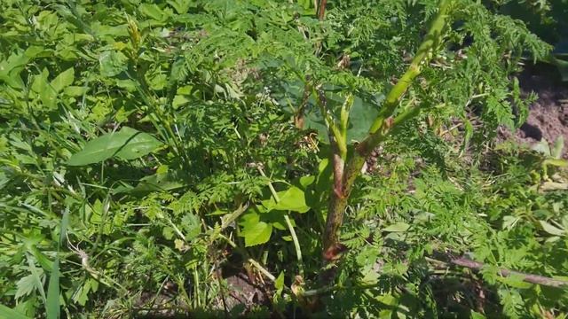 Важные лекарственные травы, которые мы добавили в свою аптечку и в свое меню. Со Львенком трудимся смотреть онлайн