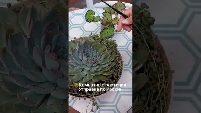 https://vk.com/market-180797096?w=product-180797096_8523032#комнатныерастения #цветы #цветоводство смотреть онлайн