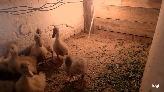 Утята пекинские, башкирские, 20 суток. Поилка для утят. смотреть онлайн