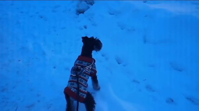 Цверг Тоби. Зайку бросила хозяйка... смотреть онлайн