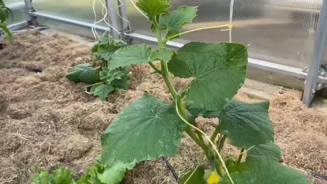 Обзор цветника на 14.06.23/ высаживаю Колеусы/ приросты у хвойных/моя теплица/ Ленинградская обл смотреть онлайн