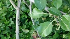 Как сделать подпорки для ветвей груши
