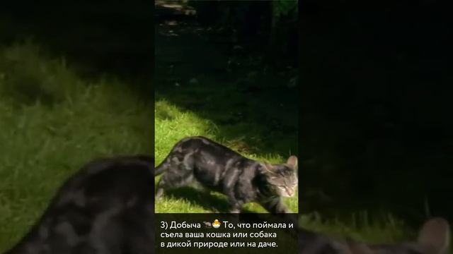 Миф #2. От сырого мяса глисты смотреть онлайн