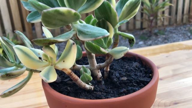 Crassula Ovata Variegata (Tricolor, Variegated Jade Plant) - HD Succulent Video (4K) смотреть онлайн