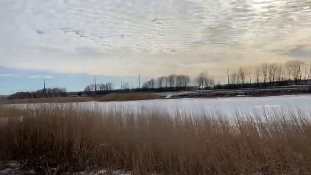 Курцхаар- Немецкая легавая . Работа по Фазану 2020 смотреть онлайн