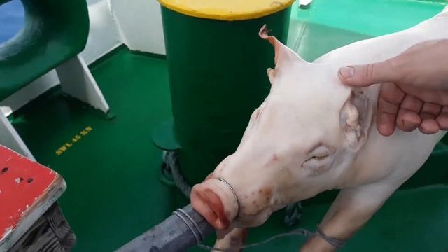 34 й эпизод 3 е BBQ Поросенок на вертеле смотреть онлайн