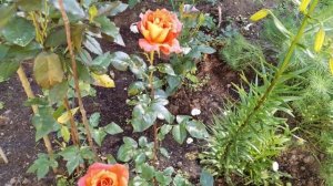 Чайно-гибридная роза Лас Вегас. 16 июля 2023 года