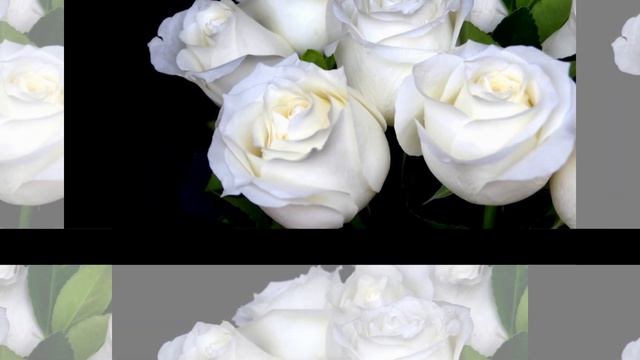 С днем рождения, Светлана! Красивое поздравление смотреть онлайн