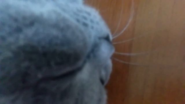 Британский кот смотреть онлайн