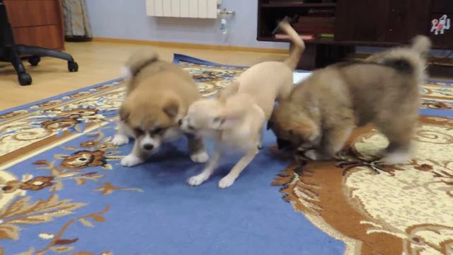 Щенки акита ину в Сургуте смотреть онлайн