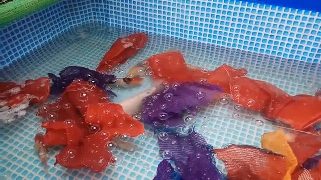 Карпы кои. Нерест 2019г. смотреть онлайн