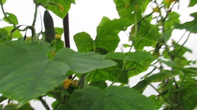 Огурец Ягуар во втором обороте , октябрь. смотреть онлайн