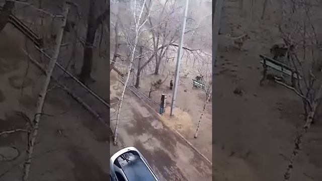 Стая собак на детской площадке в Чите смотреть онлайн