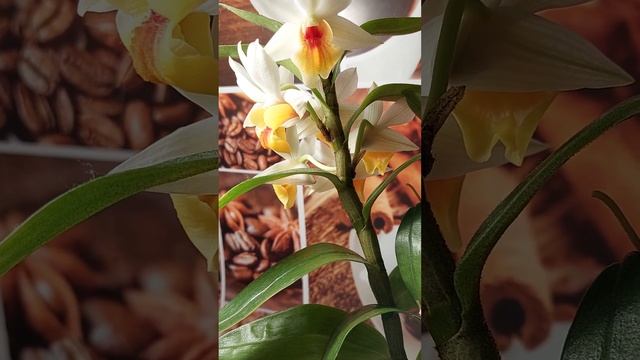 Дендробиум Dawn Maree.Цветение и уход смотреть онлайн