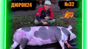 №32 ЗАБОЙ СВИНКИ ПЬЕТРЕН!!! 6,5 месяцев👆Поросятки подрастают 🐷🐷🐷