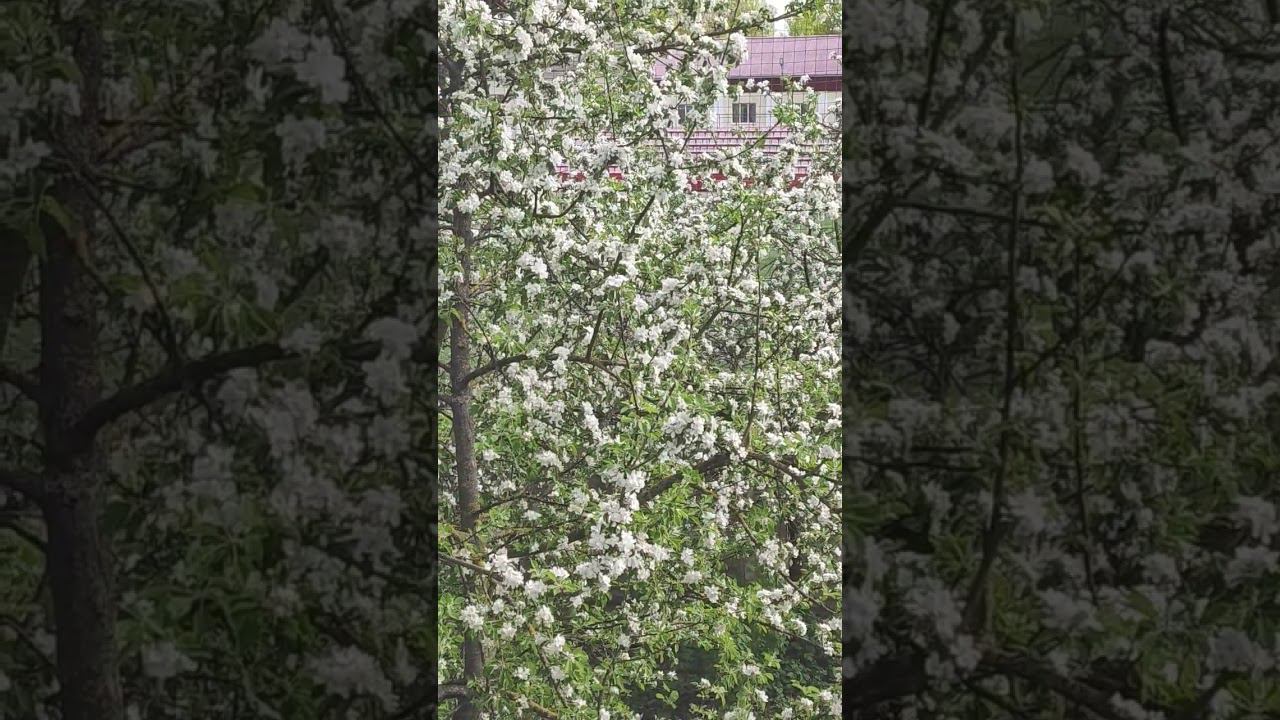 Невесты)) смотреть онлайн