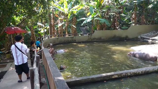 Кормление бегемотов в зоопарке Чиангмая смотреть онлайн