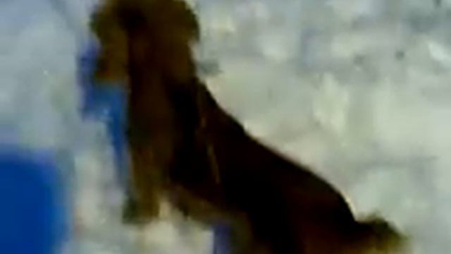 пошли купаться ищем шампунь(не нашли) смотреть онлайн