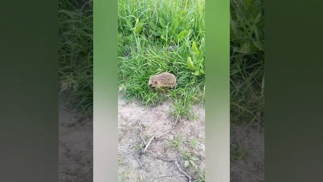 Ёж на охоте смотреть онлайн