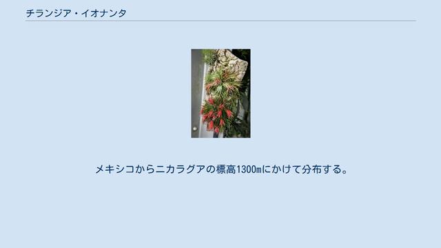 チランジア・イオナンタ смотреть онлайн