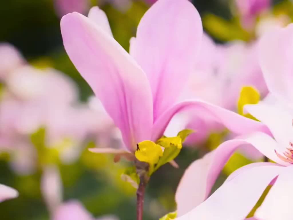 Релакс видео-Природа смотреть онлайн