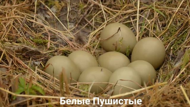 ФАЗАН?/Птицы/Животные/Интересные факты смотреть онлайн