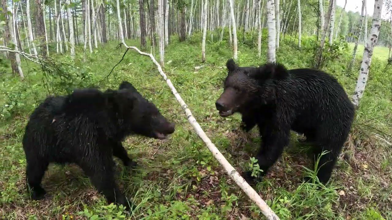 Буржуй свистит всех купаться. смотреть онлайн