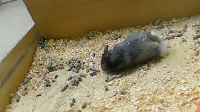 Настя приехала в гости к ЕНОТУ и его друзьям ДИКОБРАЗ показал свои ИГОЛКИ Nastya life VLOG 0+ смотреть онлайн