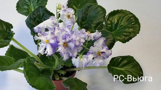 РС-Визирь.РС-Виконт.РС-Вьюга.РС-Гранд Отель(люкс).РС-Графиня де Монсоро